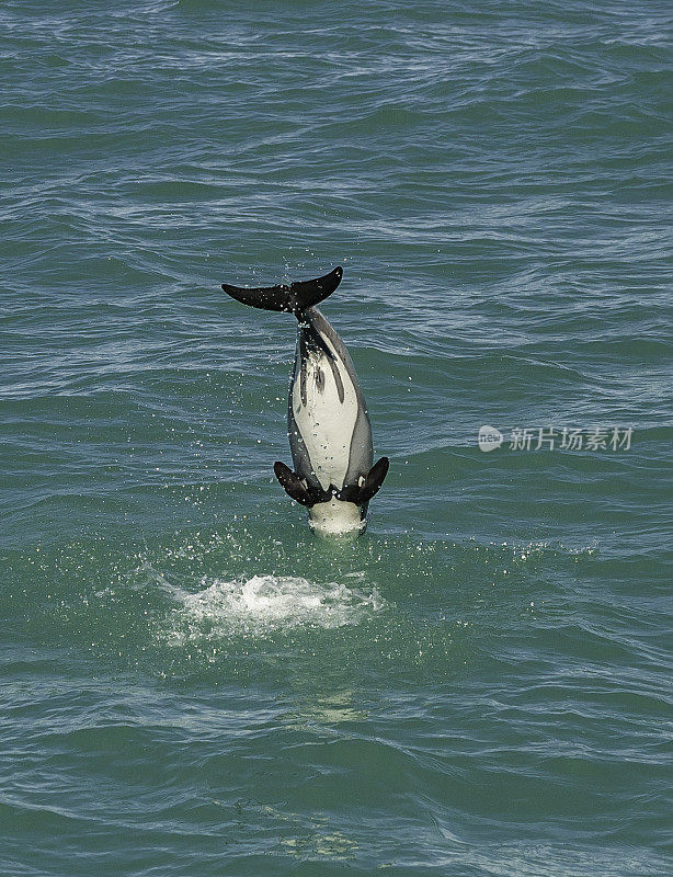 海克特海豚(Cephalorhynchus hectori)是头鼻海豚属的四种海豚中最著名的一种，仅在新西兰发现。大约1.4米长，它是最小的鲸类动物之一。赫克托的海豚是特尔斐最小的